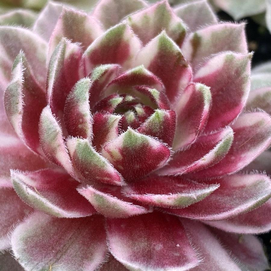 Sempervivum 'Lotus Blossom' ~ Chick Charms® Lotus Blossom Hens and Chicks-ServeScape