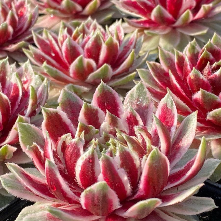 Sempervivum 'Lotus Blossom' ~ Chick Charms® Lotus Blossom Hens and Chicks-ServeScape