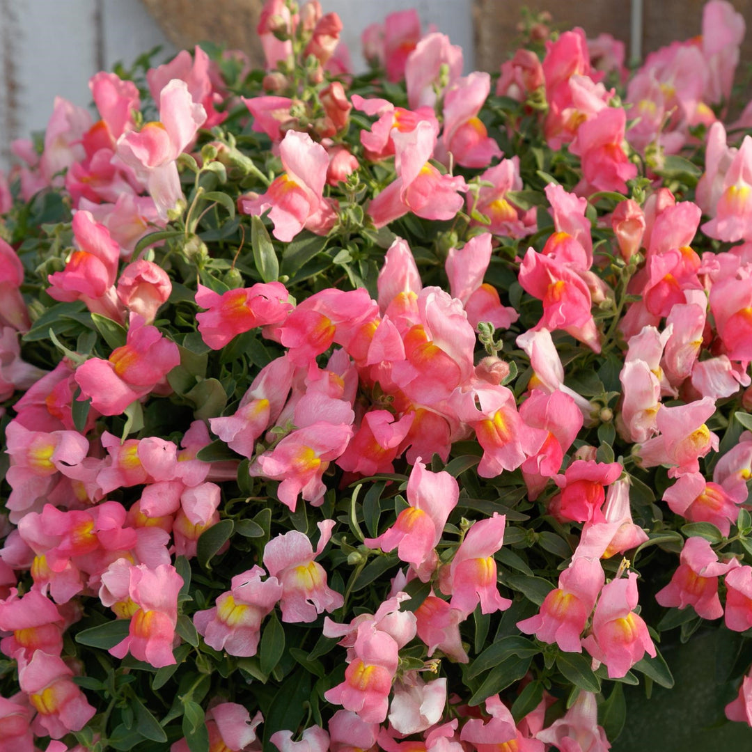 Antirrhinum majus 'Candy Showers Pink' ~ Candy Showers™ Pink Snapdragon-ServeScape