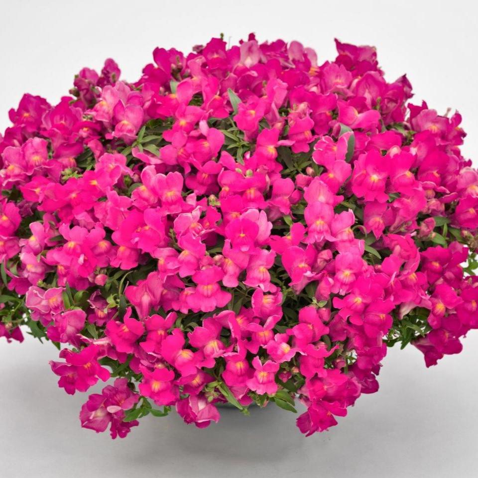 Antirrhinum majus 'Candy Showers Rose' ~ Candy Showers™ Rose Snapdragon-ServeScape