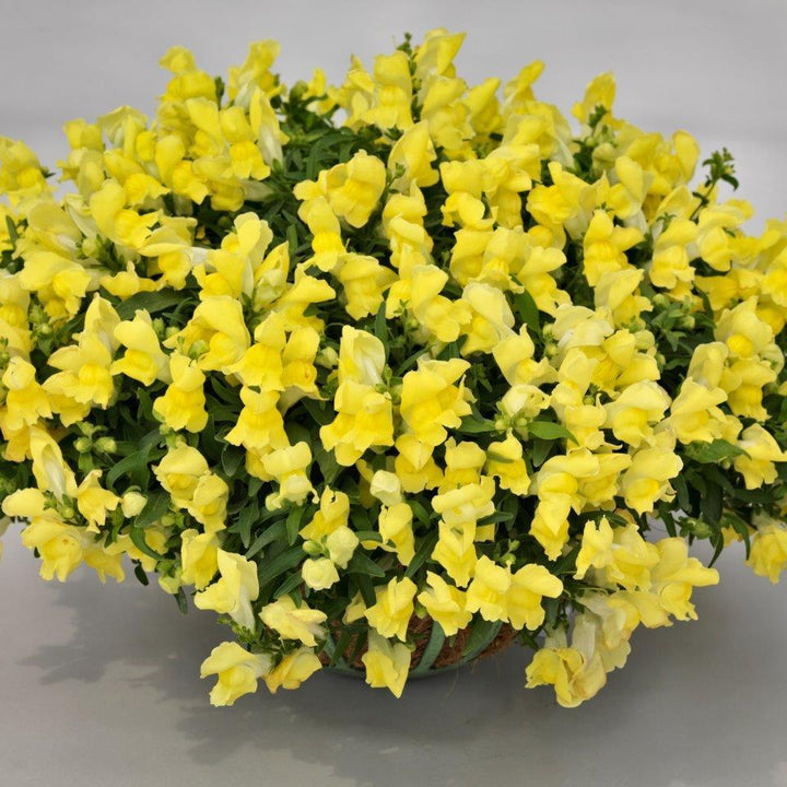 Antirrhinum majus 'Candy Showers Yellow' ~ Candy Showers™ Yellow Snapdragon-ServeScape