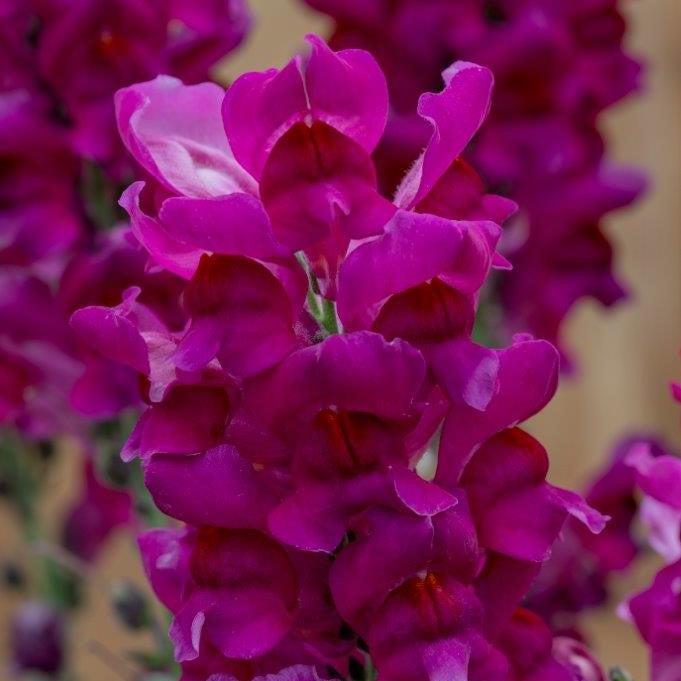 Antirrhinum majus 'Speedy Sonnet Purple' ~ Speedy Sonnet Purple Snapdragon-ServeScape