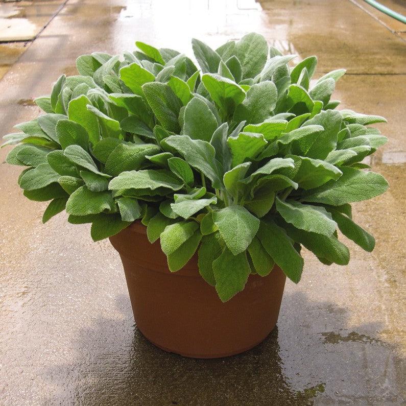 Stachys byzantina 'Fuzzy Wuzzy' ~ Fuzzy Wuzzy Lamb's Ear-ServeScape