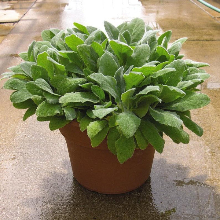 Stachys byzantina 'Fuzzy Wuzzy' ~ Fuzzy Wuzzy Lamb's Ear-ServeScape
