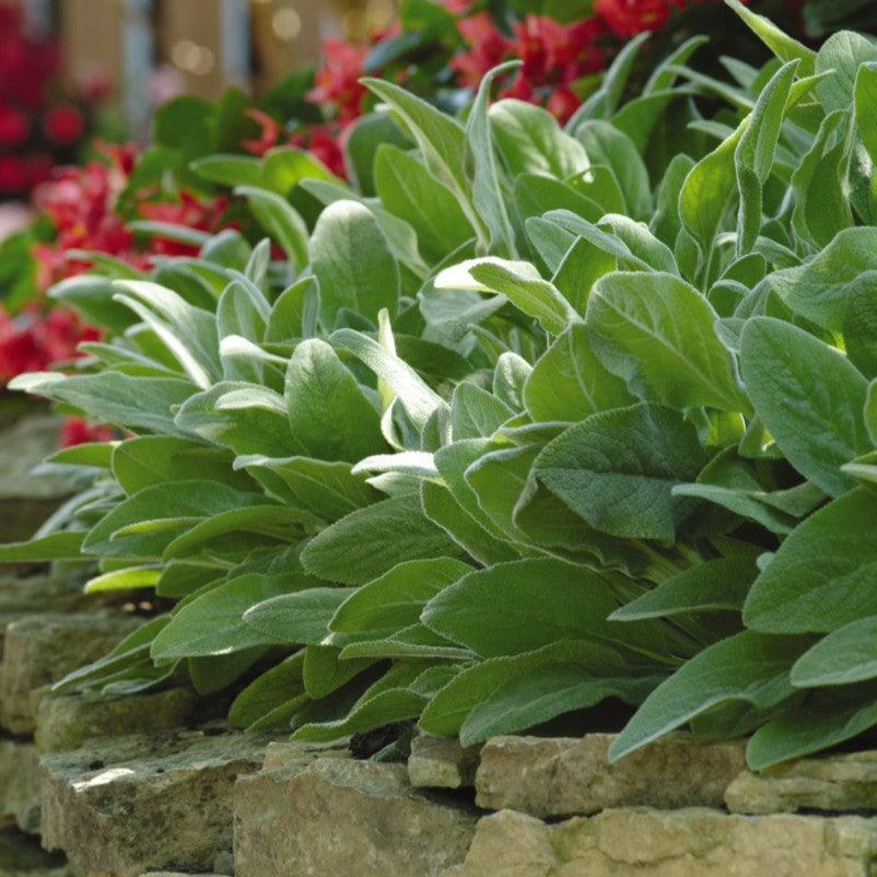 Stachys byzantina 'Fuzzy Wuzzy' ~ Fuzzy Wuzzy Lamb's Ear-ServeScape