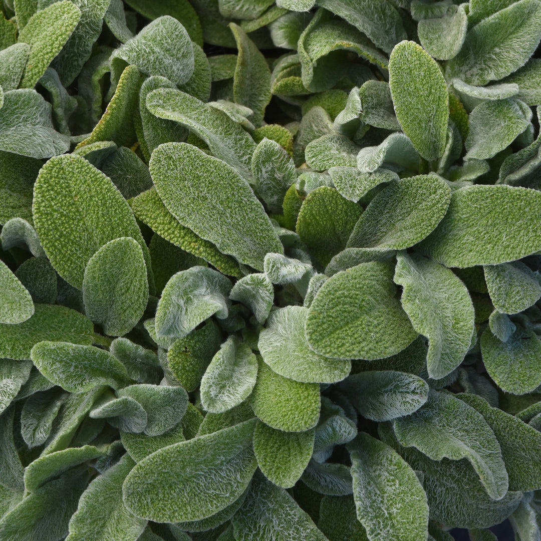 Stachys byzantina 'Little Lamb' ~ Little Lamb Lamb's Ear-ServeScape