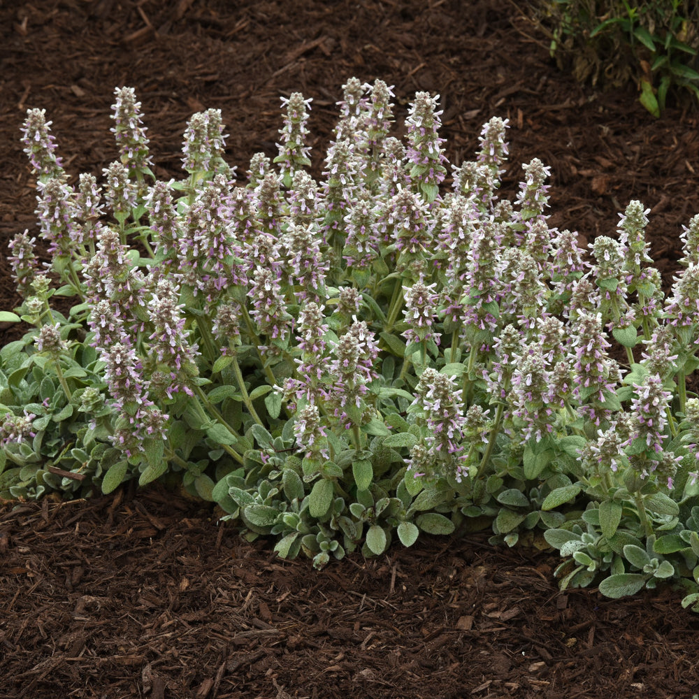 Stachys byzantina 'Little Lamb' ~ Little Lamb Lamb's Ear-ServeScape