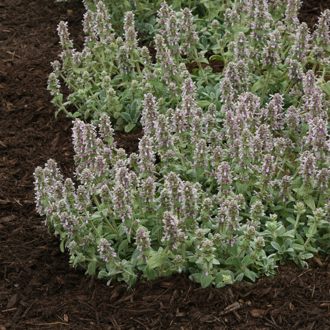 Stachys byzantina 'Little Lamb' ~ Little Lamb Lamb's Ear-ServeScape