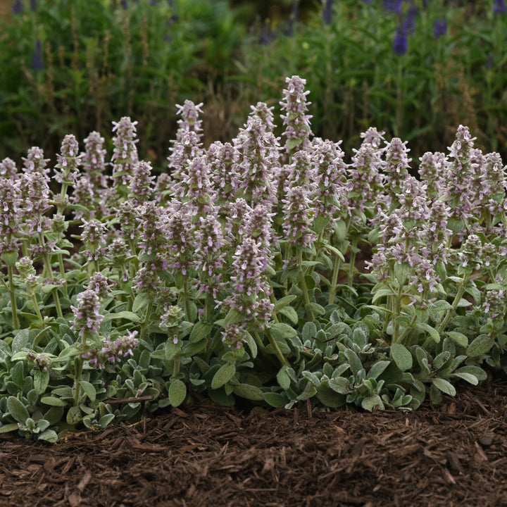 Stachys byzantina 'Little Lamb' ~ Little Lamb Lamb's Ear-ServeScape