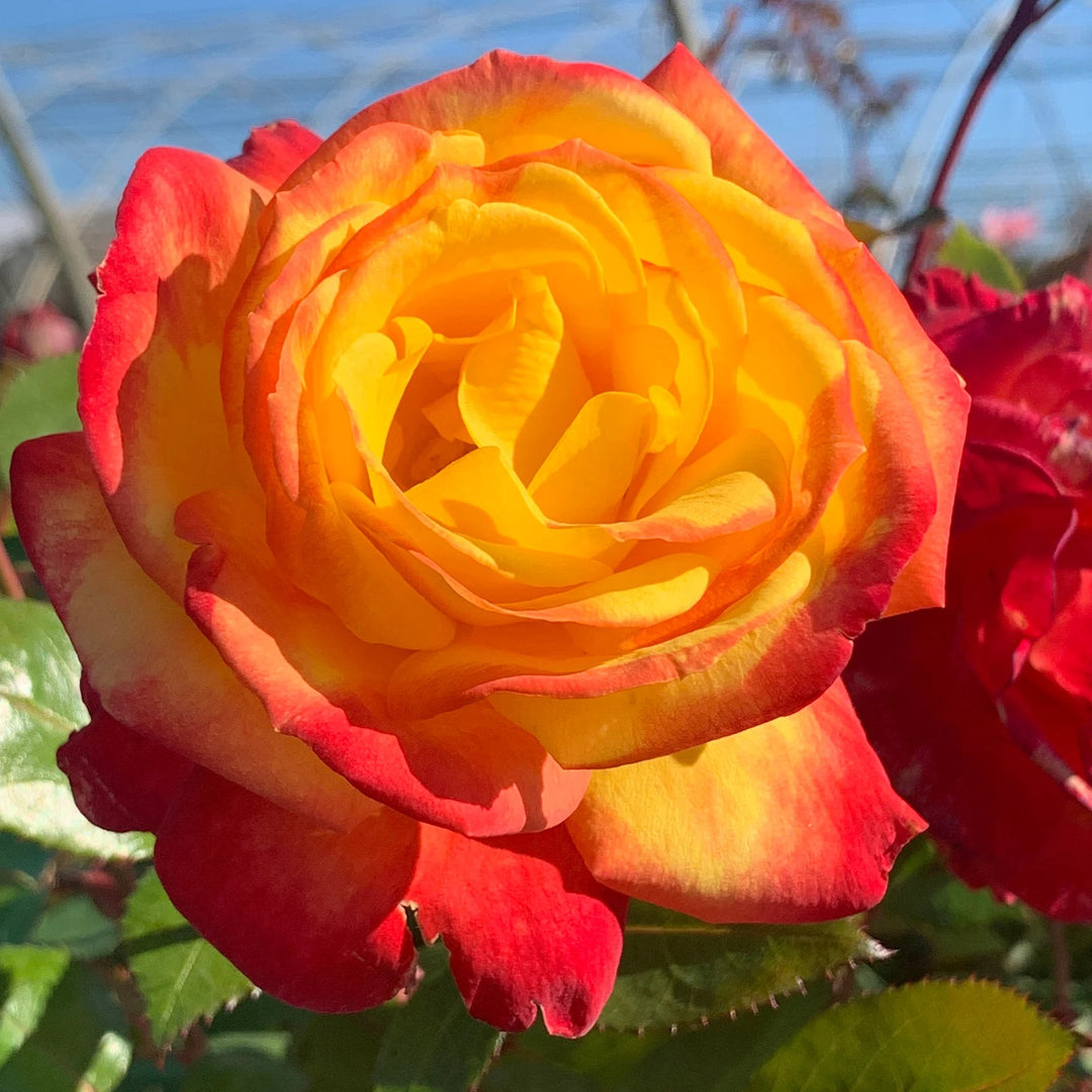 Rosa 'KORvibaex' PP 36,043 ~ Sunbelt® Garden Flame™ Rose-ServeScape