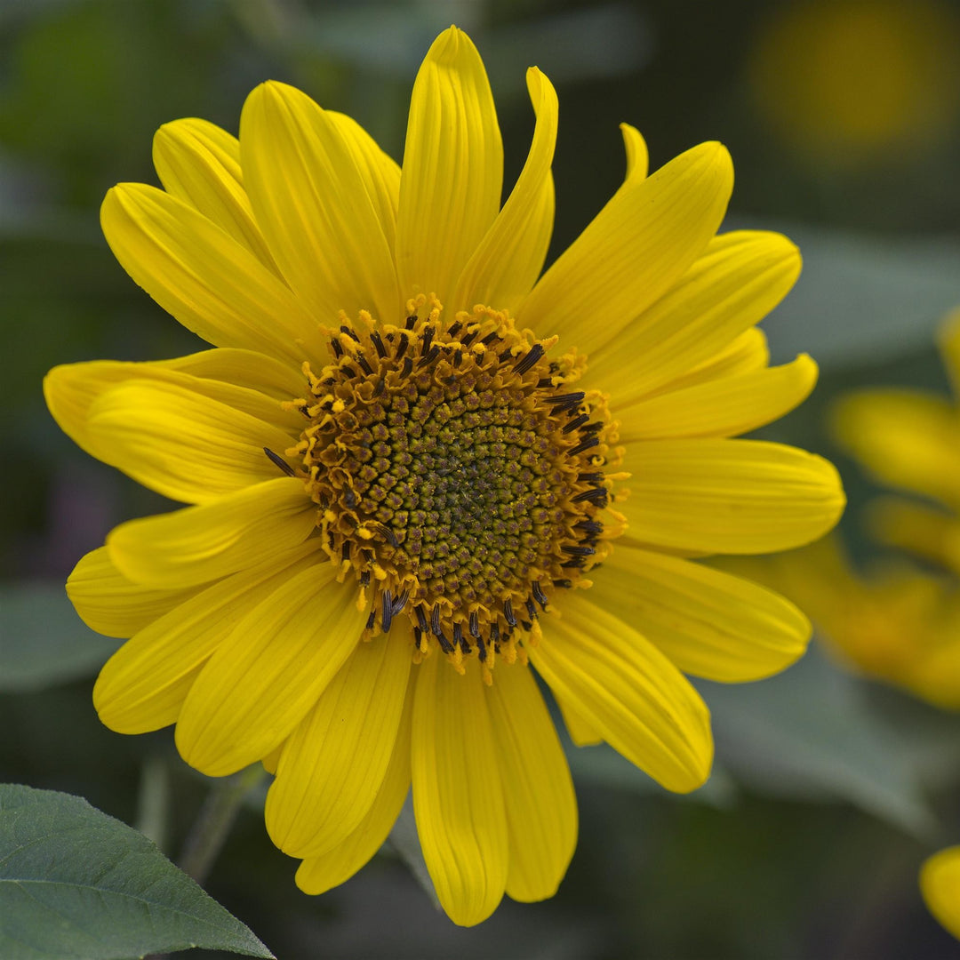 Helianthus decapetalus ‘Suncatcher’ ~ Suncatcher Willowleaf Sunflower-ServeScape