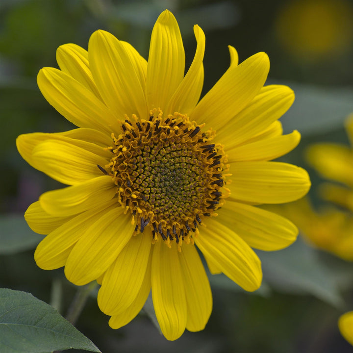 Helianthus decapetalus ‘Suncatcher’ ~ Suncatcher Willowleaf Sunflower-ServeScape