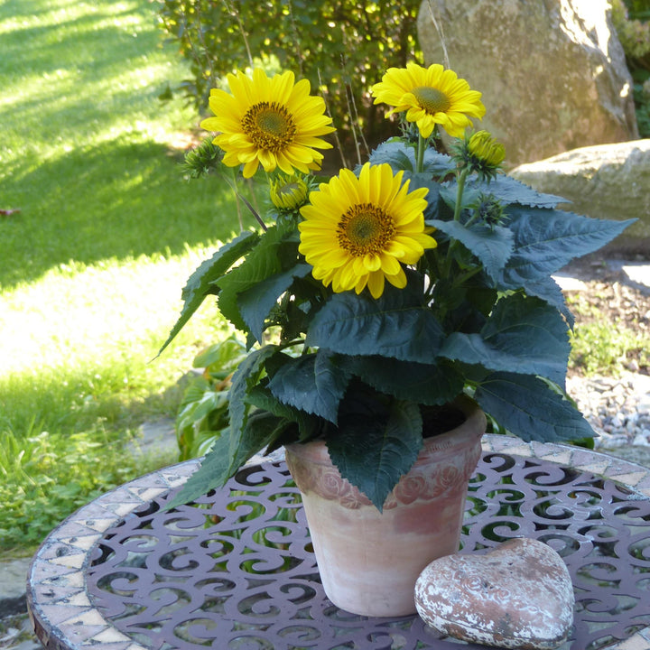 Helianthus decapetalus ‘Suncatcher’ ~ Suncatcher Willowleaf Sunflower-ServeScape