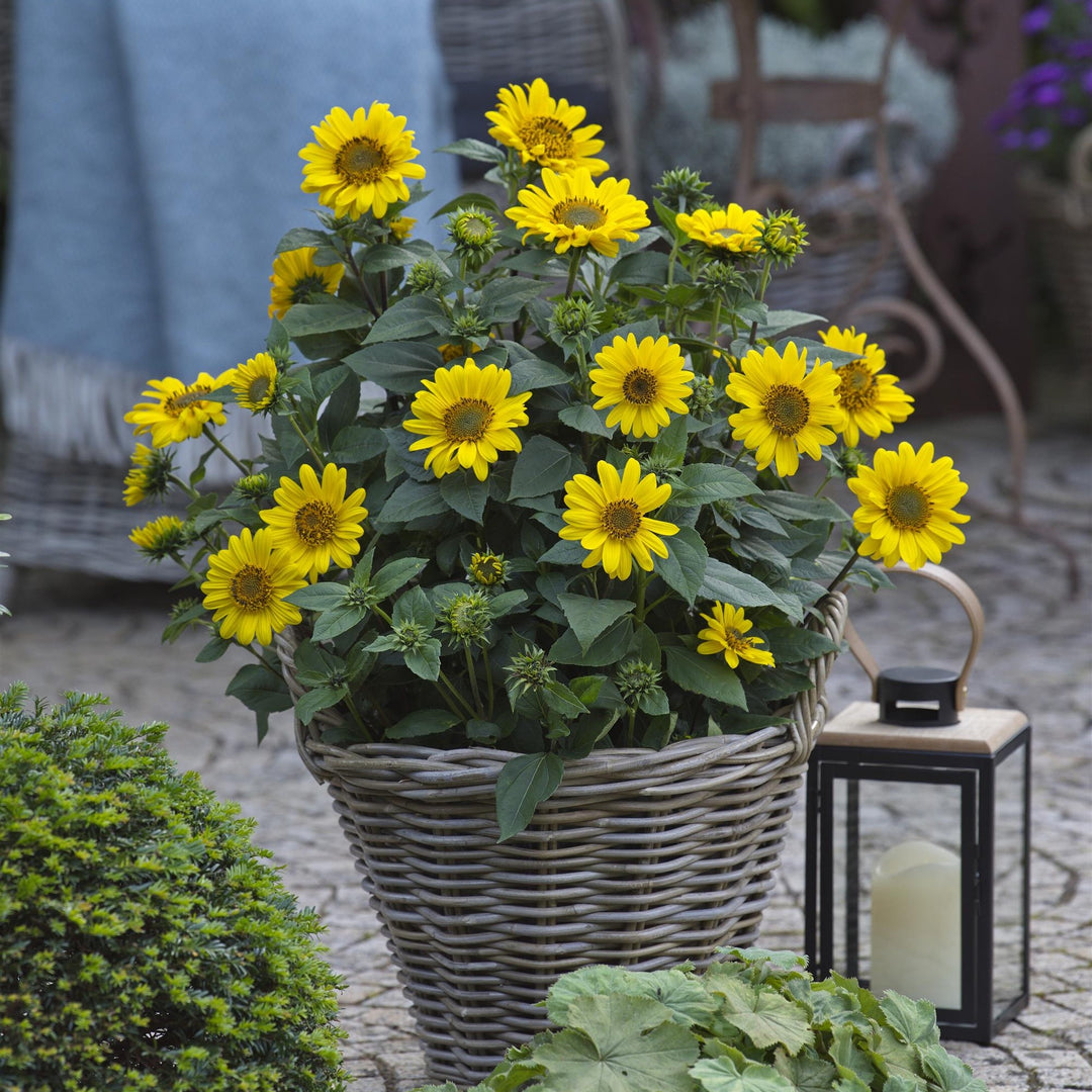 Helianthus decapetalus ‘Suncatcher’ ~ Suncatcher Willowleaf Sunflower-ServeScape