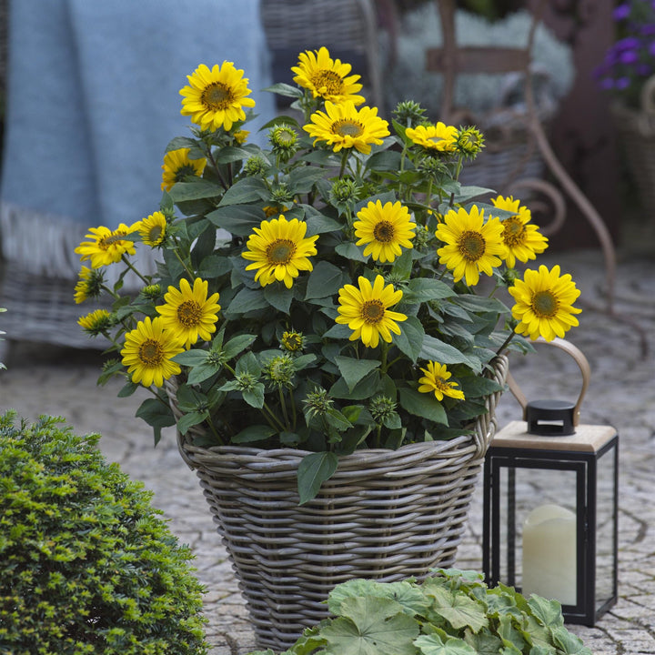 Helianthus decapetalus ‘Suncatcher’ ~ Suncatcher Willowleaf Sunflower-ServeScape