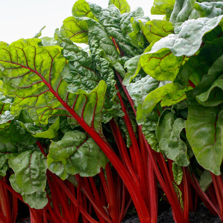 Beta Vulgaris 'Rhubard' ~ Rhubard Swiss Chard-ServeScape