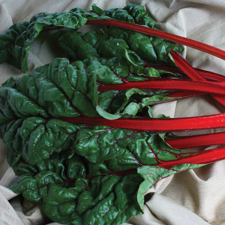 Beta Vulgaris 'Rhubard' ~ Rhubard Swiss Chard-ServeScape