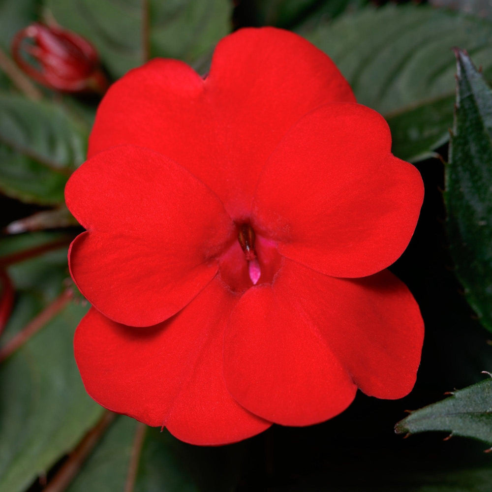 Impatiens x hybrida 'SAKIMP060' ~ SunPatiens® Compact Deep Red Impatiens-ServeScape