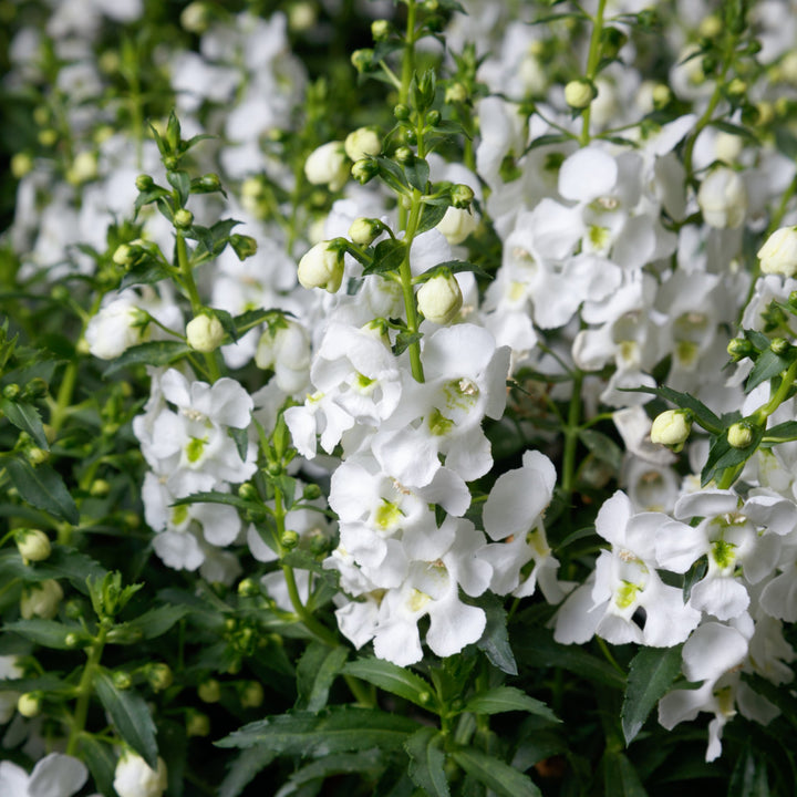 Angelonia angustifolia 'SAIANG001' ~ Angelissa™ White Summer Snapdragon-ServeScape
