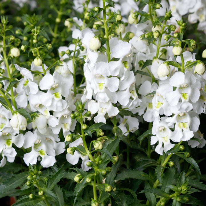 Angelonia angustifolia 'SAIANG001' ~ Angelissa™ White Summer Snapdragon-ServeScape