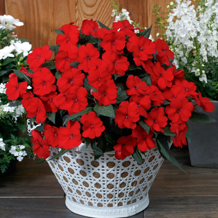 Impatiens x hybrida 'SAKIMP060' ~ SunPatiens® Compact Deep Red Impatiens-ServeScape