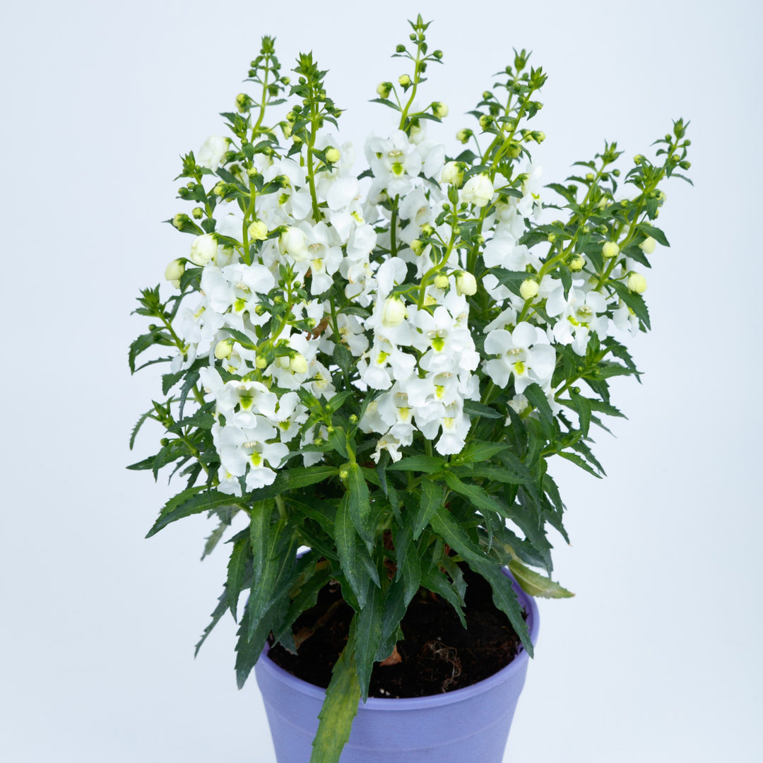Angelonia angustifolia 'SAIANG001' ~ Angelissa™ White Summer Snapdragon-ServeScape