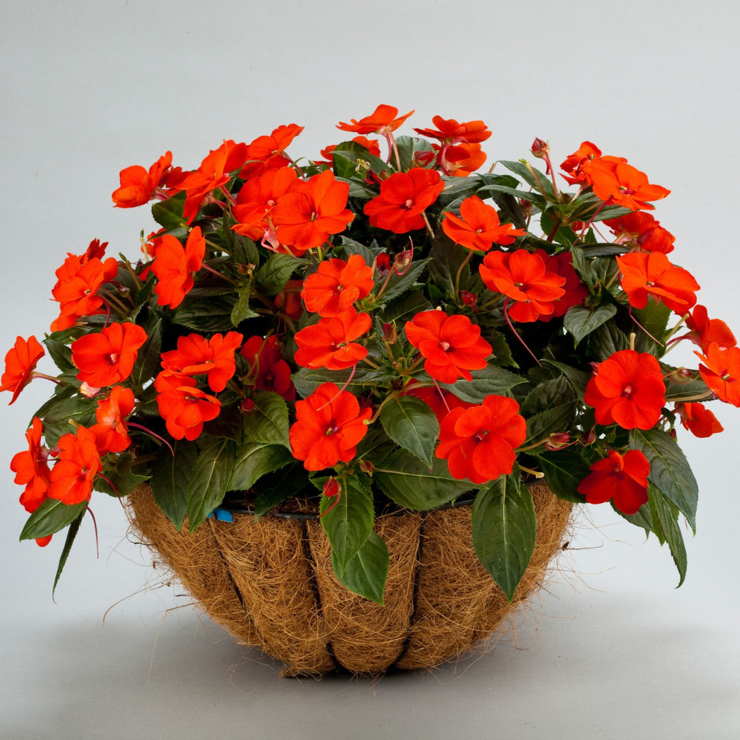 Impatiens x hybrida 'SAKIMP011' ~ SunPatiens® Compact Orange Impatiens-ServeScape
