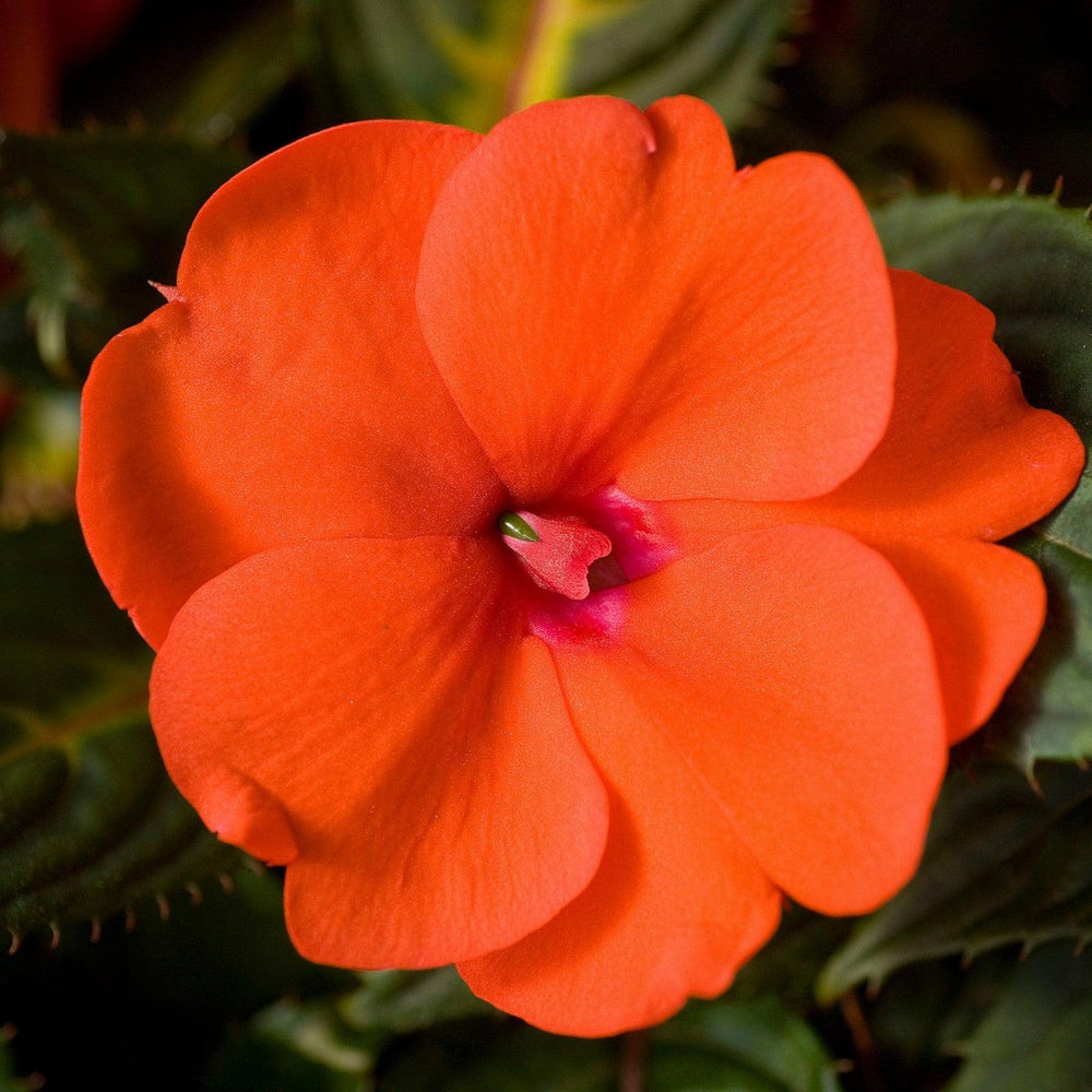 Impatiens x hybrida 'SAKIMP011' ~ SunPatiens® Compact Orange Impatiens-ServeScape