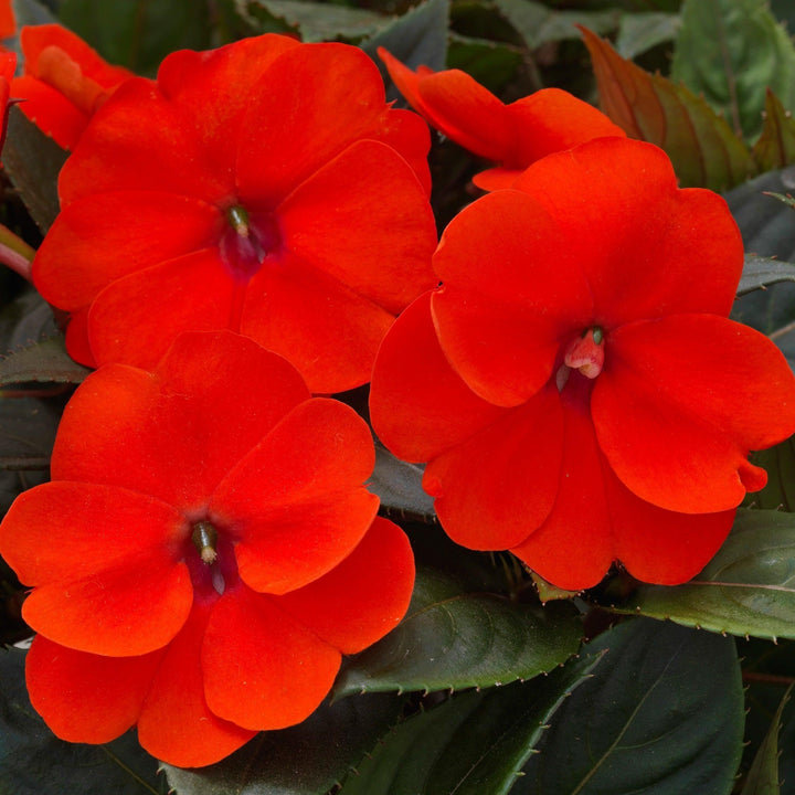 Impatiens x hybrida 'SAKIMP011' ~ SunPatiens® Compact Orange Impatiens-ServeScape
