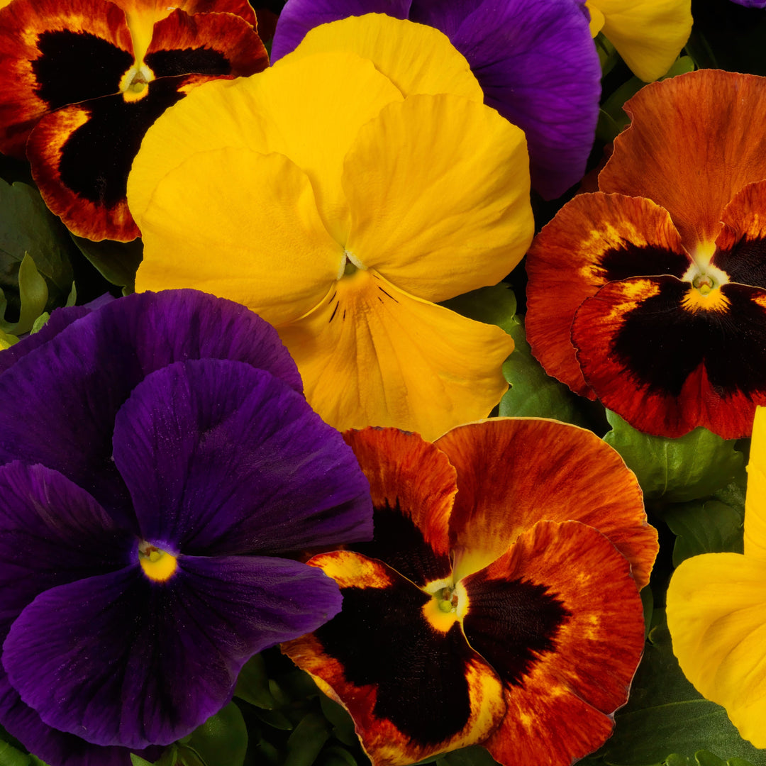 Viola x wittrockiana 'Majestic Giants II Autumn Mix' ~ Majestic Giants II Autumn Mix Pansy-ServeScape