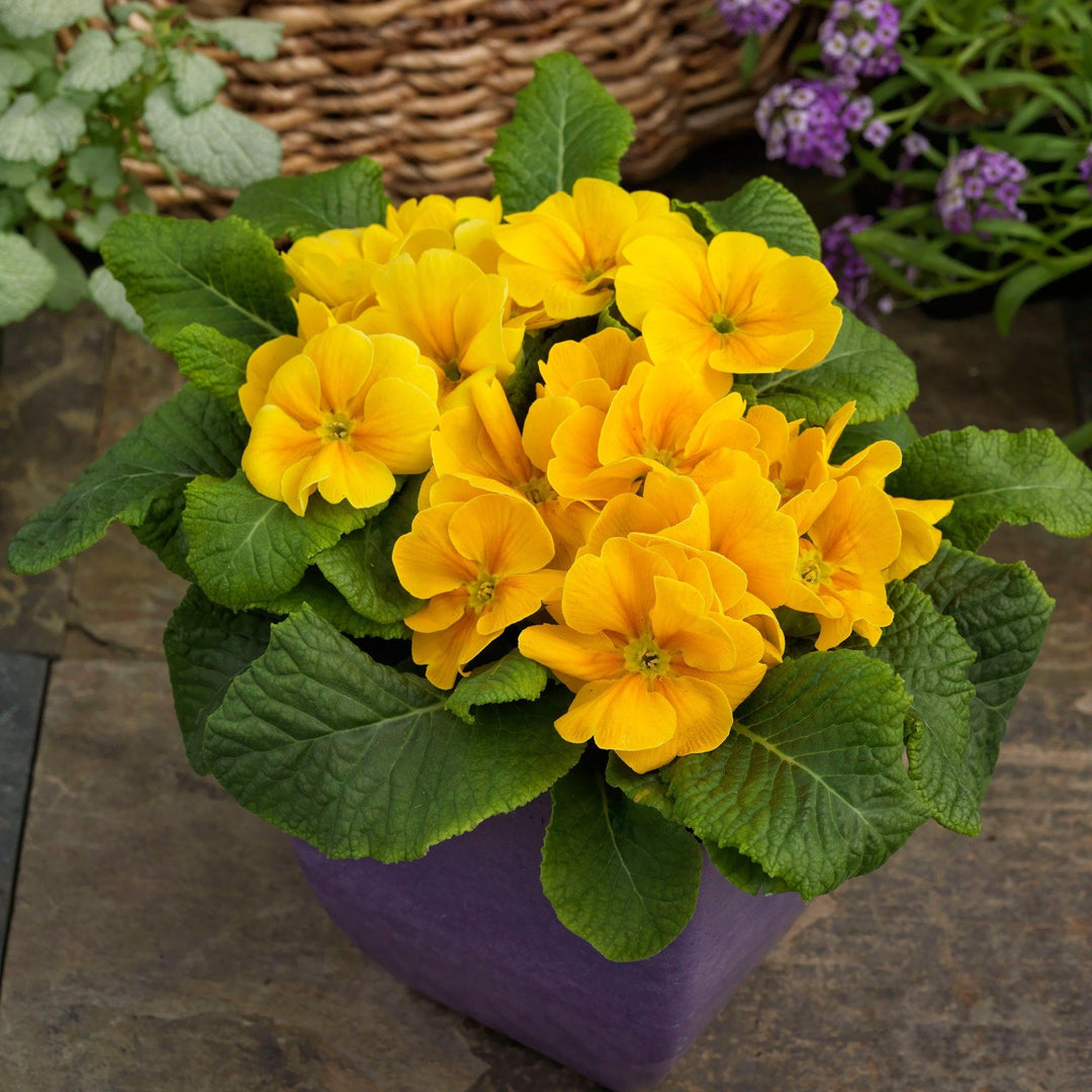 Primula acaulis 'Danessa Golden Shades' ~ Danessa Golden Shades Primrose-ServeScape