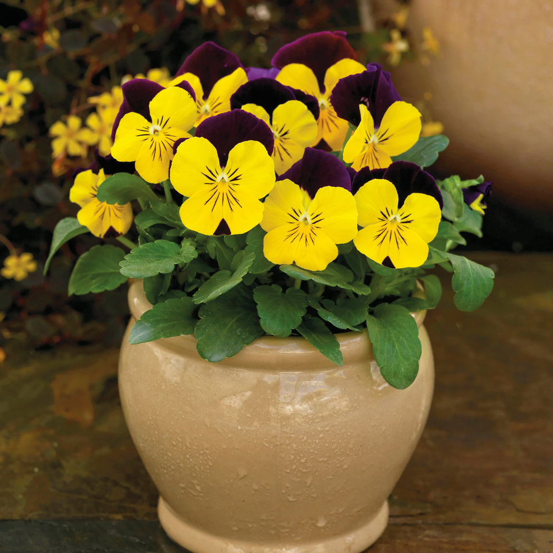 Viola cornuta 'Colormax Yellow Jump Up' ~ Colormax® Yellow Jump Up Viola-ServeScape