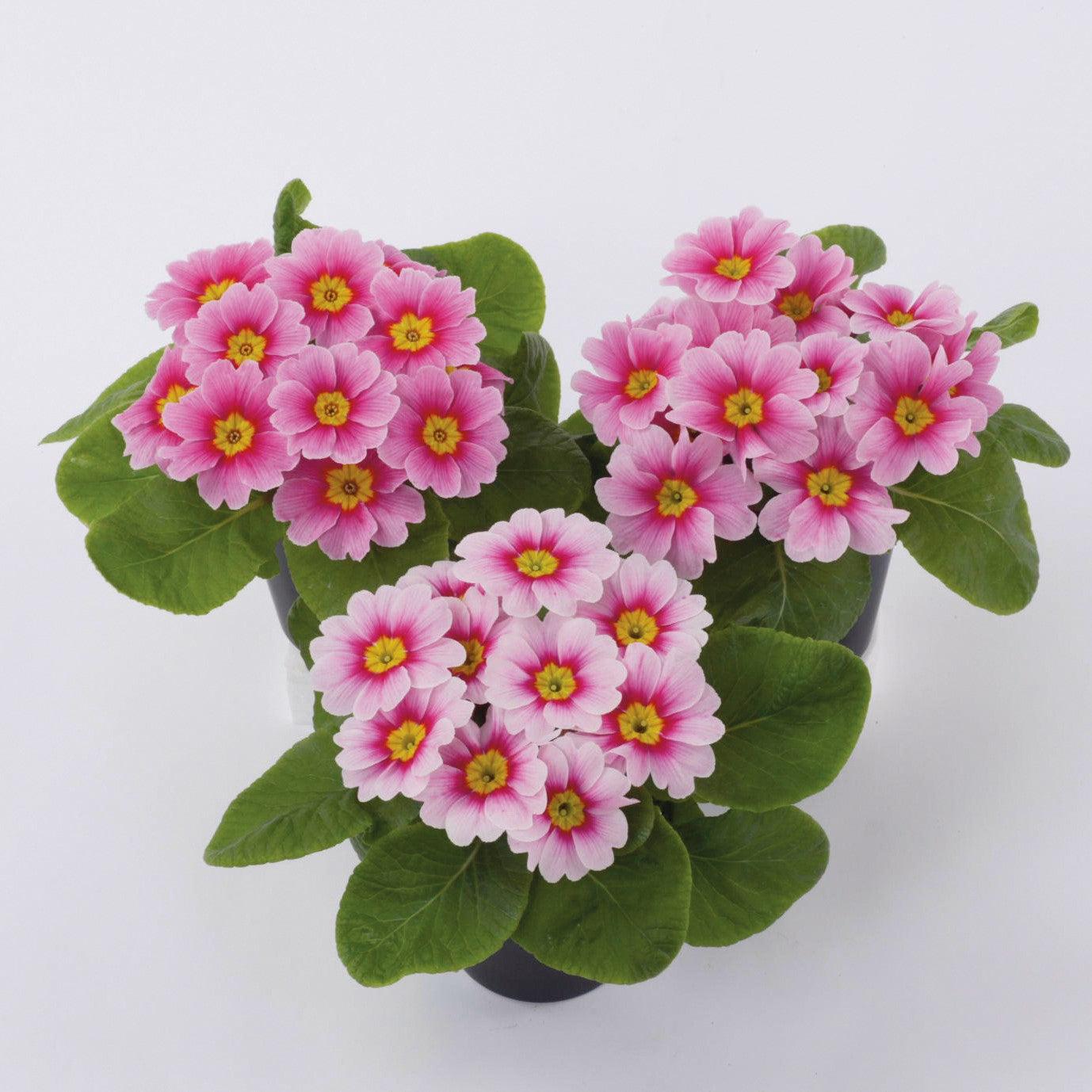 Primula acaulis 'Danessa Pink Rose Eye' ~ Danessa Pink Rose Eye Primrose-ServeScape