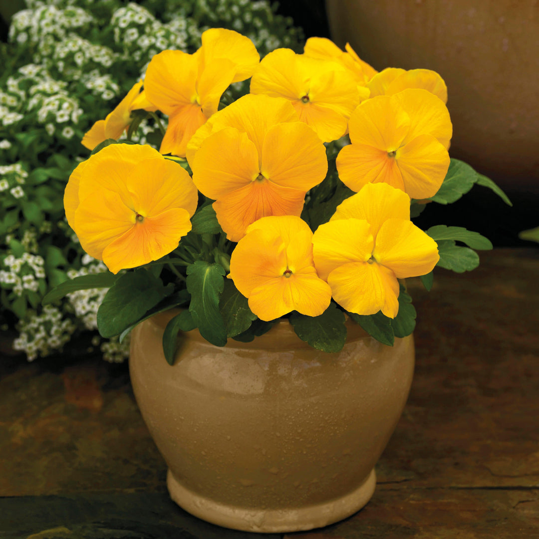 Viola cornuta 'Colormax Clear Yellow' ~ Colormax® Clear Yellow Viola-ServeScape