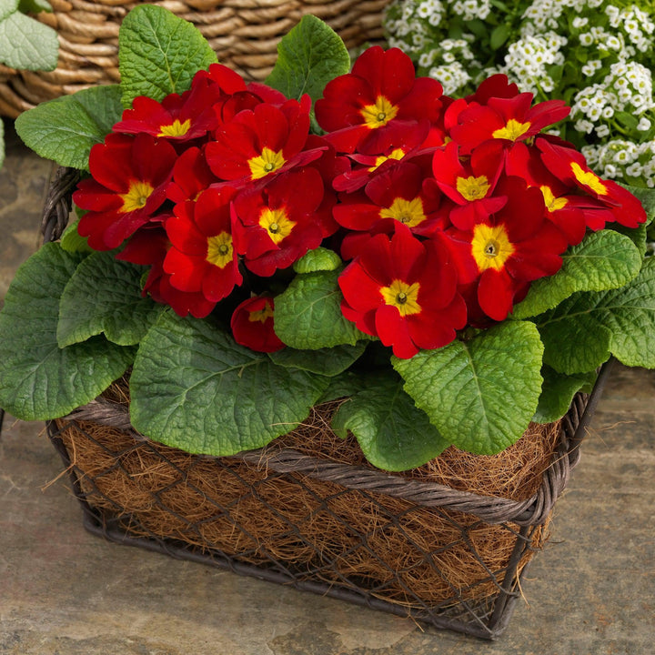 Primula acaulis 'Danessa Scarlet' ~ Danessa Scarlet Primrose-ServeScape