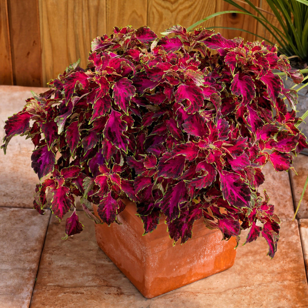 Solenostemon scutellarioides 'SAKCOL023' ~ Partytime™ Ruby Punch Coleus-ServeScape