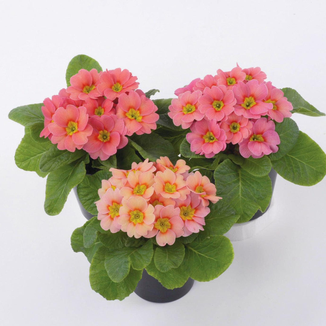 Primula acaulis 'Danessa Apricot Rose Eye' ~ Danessa Apricot Rose Eye Primrose-ServeScape