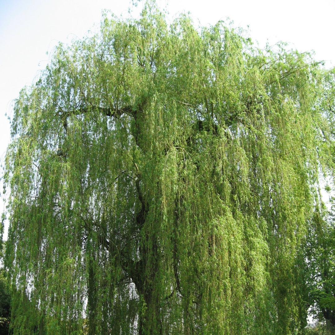 Salix alba 'Tristis' ~ Niobe Golden Weeping Willow-ServeScape