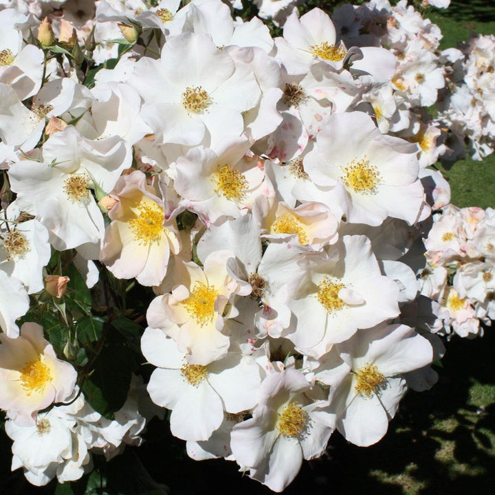 Rosa 'Sally Holmes' ~ Sally Holmes Climbing Rose-ServeScape
