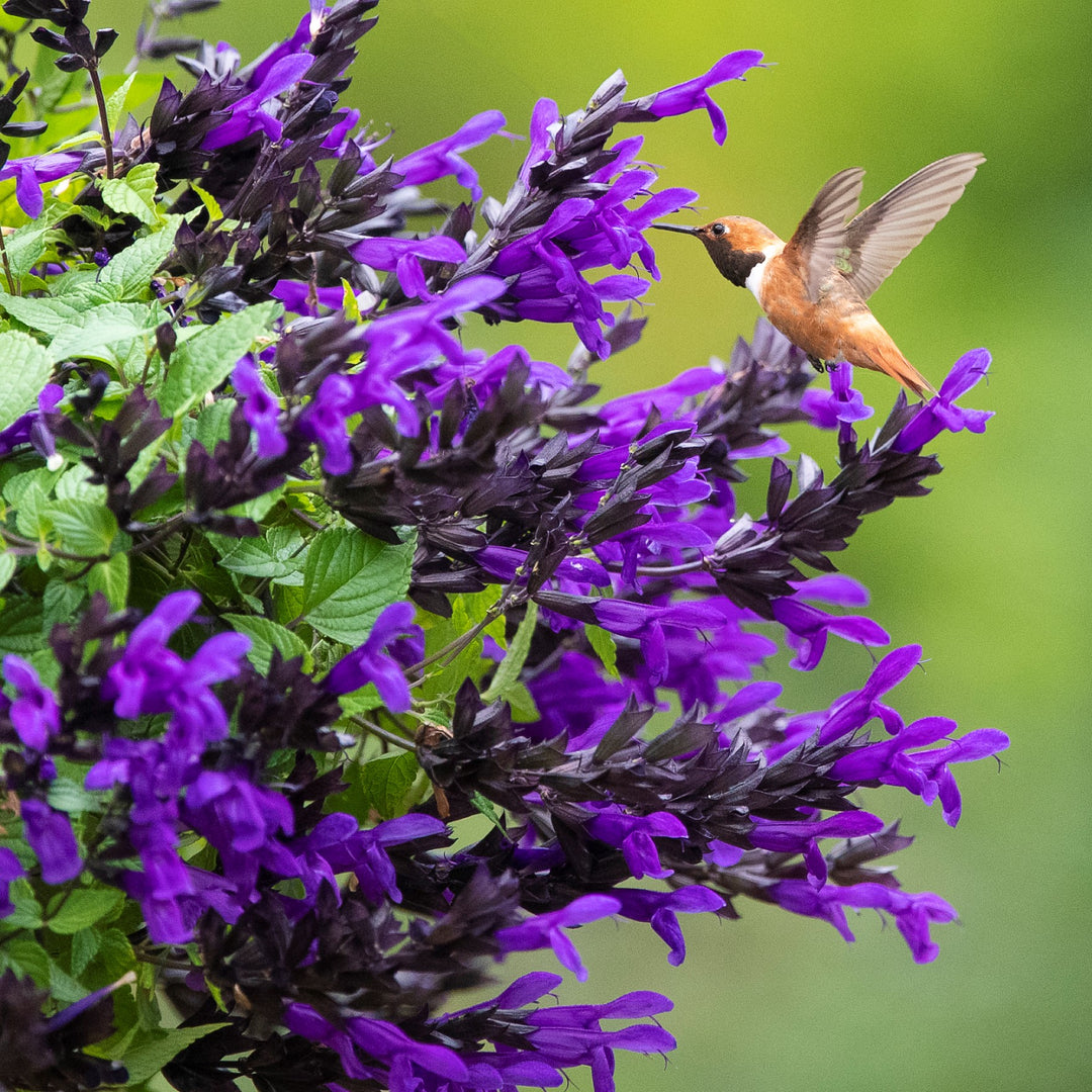 Salvia guarantica 'Hummingbird Falls' PP 33,891 ~ Bodacious® Hummingbird Falls Sage-ServeScape
