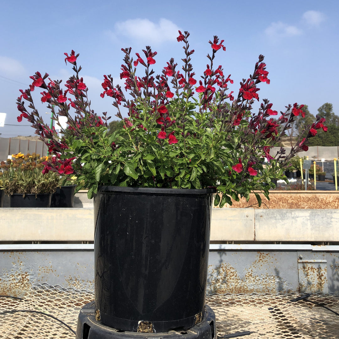 Salvia x jamensis 'Ignition Cranberry' ~ Monrovia® VIBE® Ignition Cranberry Salvia-ServeScape