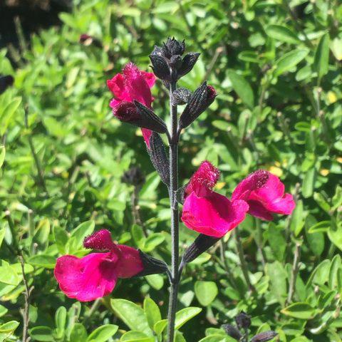Salvia x jamensis 'Ignition Fuchsia' PP32,046 ~ VIBE® Ignition Fuchsia Salvia-ServeScape