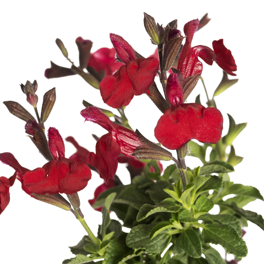 Salvia x jamensis 'Ignition Cranberry' ~ Monrovia® VIBE® Ignition Cranberry Salvia-ServeScape