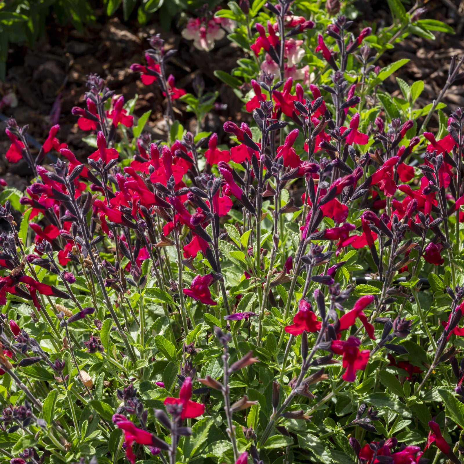 Salvia x jamensis 'Ignition Cranberry' ~ Monrovia® VIBE® Ignition Cranberry Salvia-ServeScape