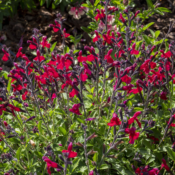 Salvia x jamensis 'Ignition Cranberry' ~ Monrovia® VIBE® Ignition Cranberry Salvia-ServeScape