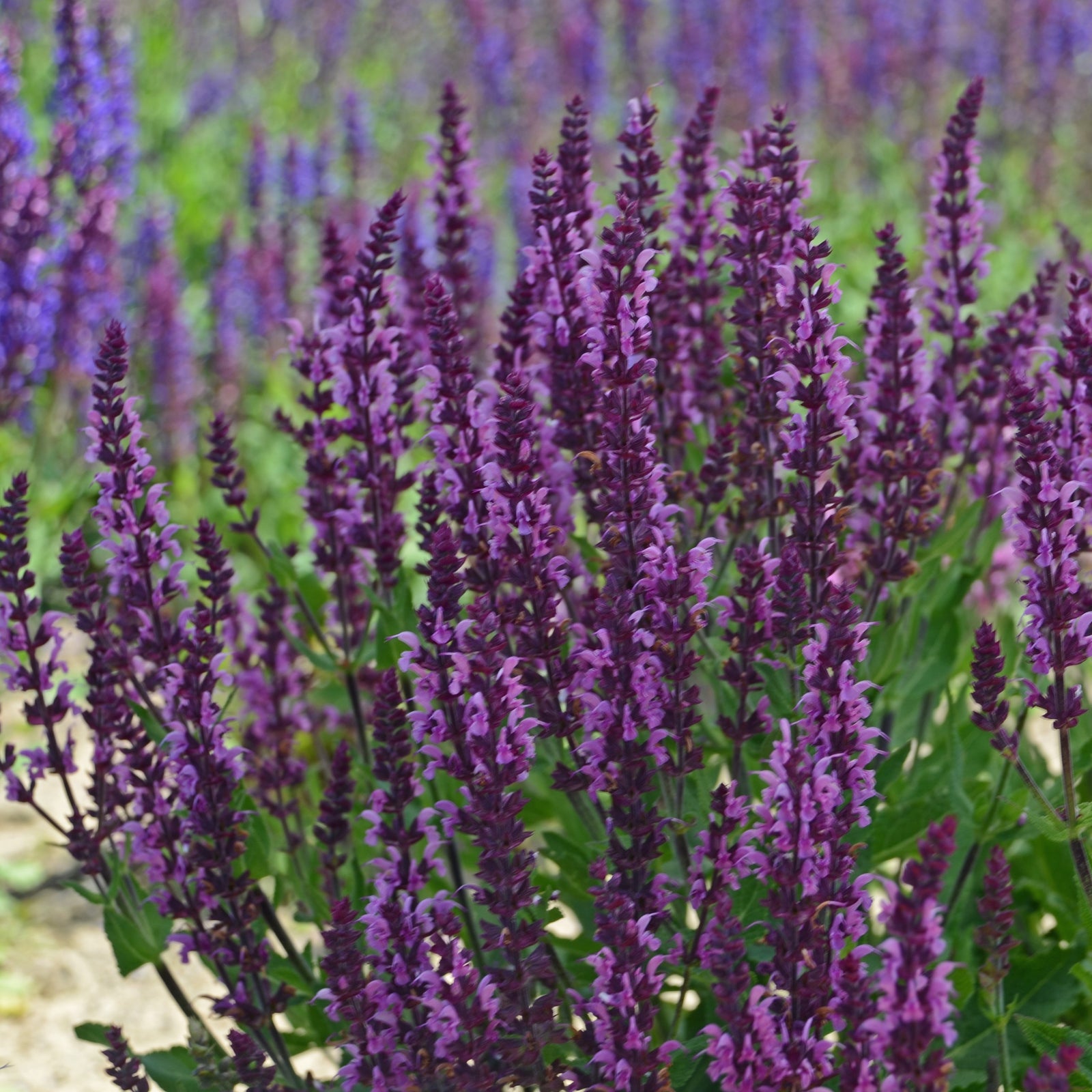 Salvia nemorosa ‘Bumbleberry’ ~ Bumbleberry Meadow Sage-ServeScape