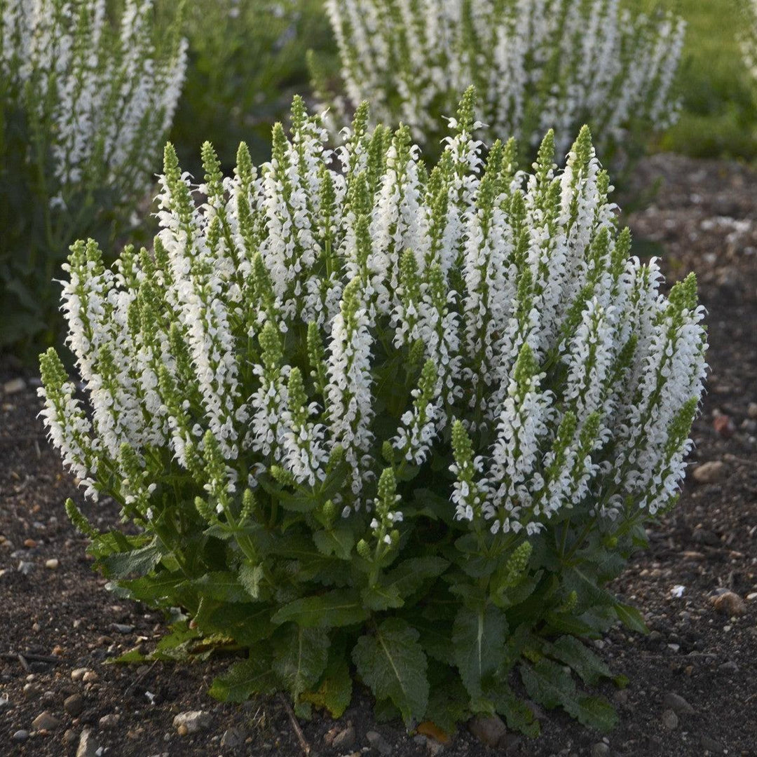 Salvia nemorosa 'Bumblesnow' ~ Bumblesnow Meadow Sage-ServeScape