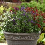 Salvia greggii 'Mirage Cherry Red PP 28,527' ~ Mirage™ Cherry Red Autumn Sage-ServeScape