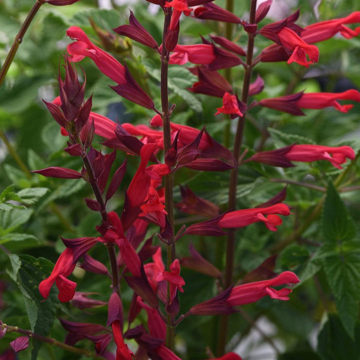 Salvia splendens x darcyi 'Roman Red' ~ Roman Red Salvia-ServeScape