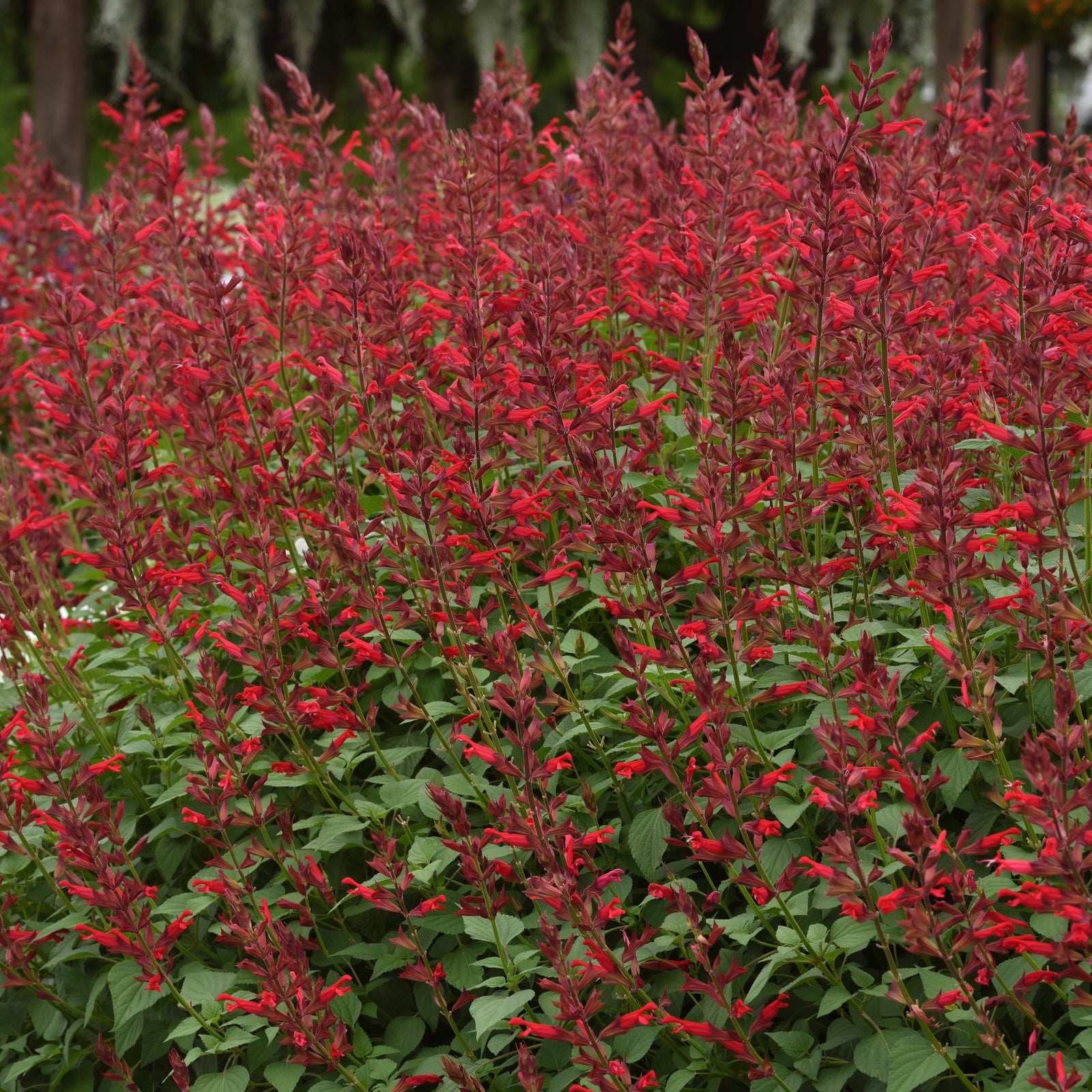 Salvia splendens x darcyi 'Roman Red' ~ Roman Red Salvia-ServeScape